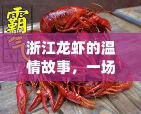 浙江龙虾的友情与陪伴,实时报价的温情之旅