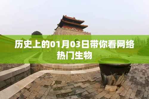 网络热门生物背后的故事,历史上的那些日子(一月三日回顾)