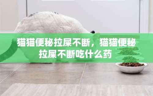 猫猫便秘拉屎不断,猫猫便秘拉屎不断吃什么药