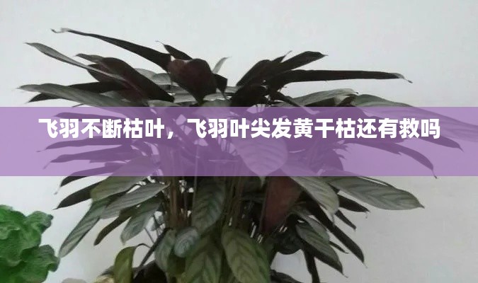 飞羽不断枯叶,飞羽叶尖发黄干枯还有救吗